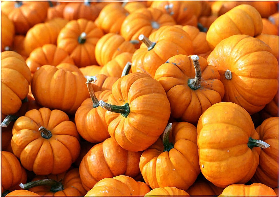 Pile of pumpkins.