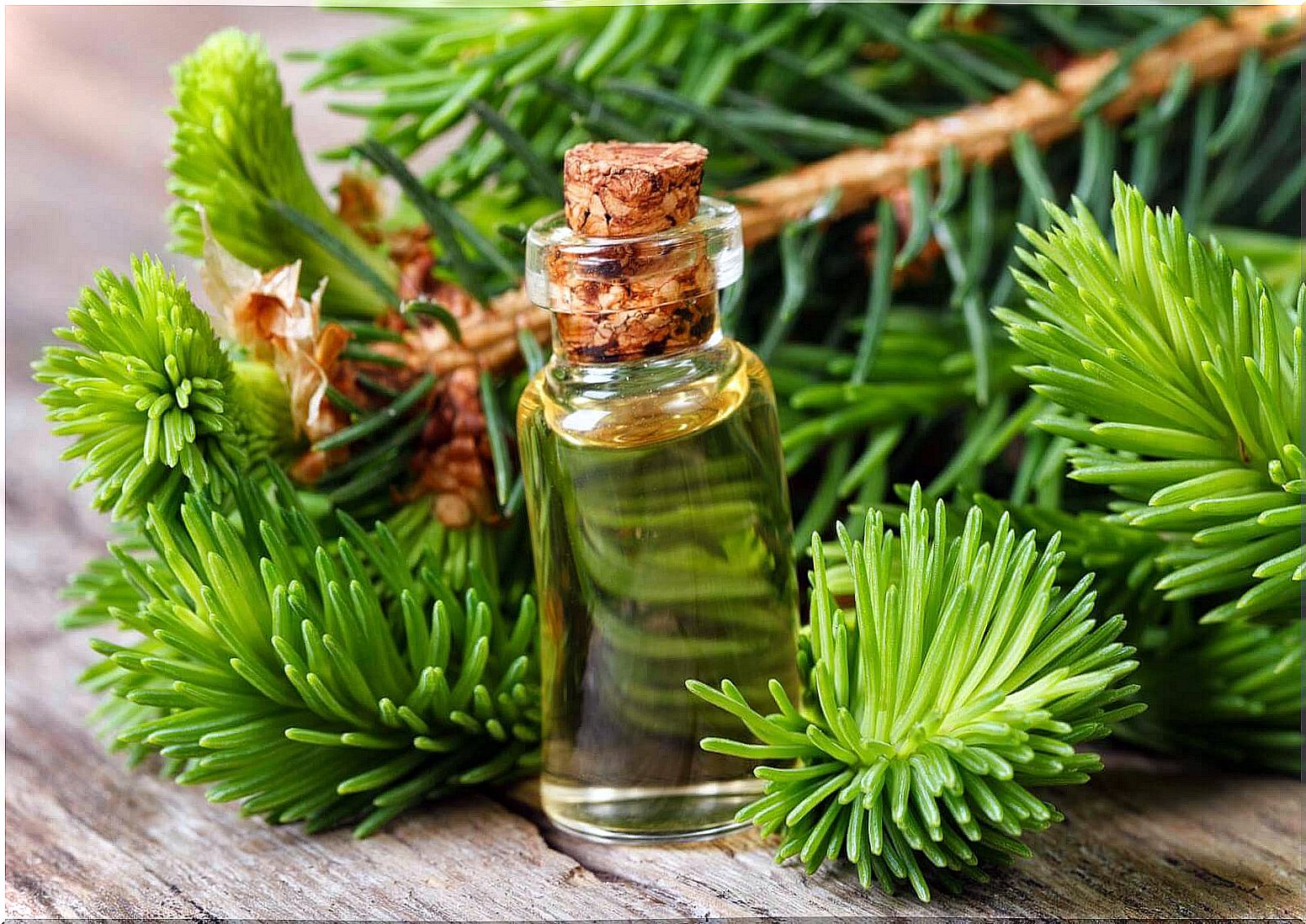 Pine is an excellent fragrance.