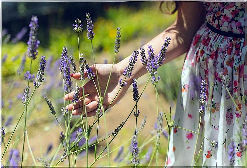 Woman stroking lavender flowers.