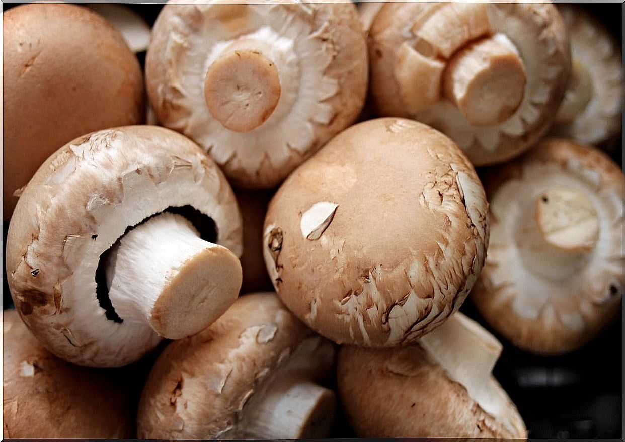 Mushrooms, foods to raise the body's defenses