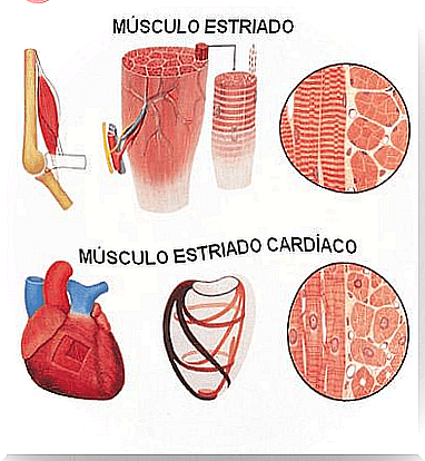 striated muscle 6