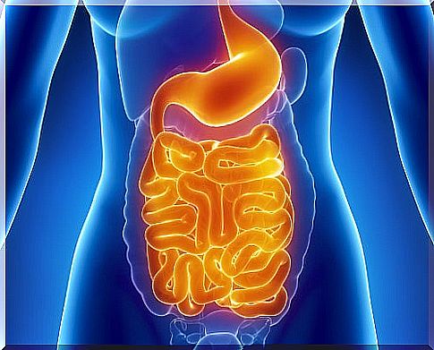 Importance of taking care of the intestinal flora to avoid digestive problems