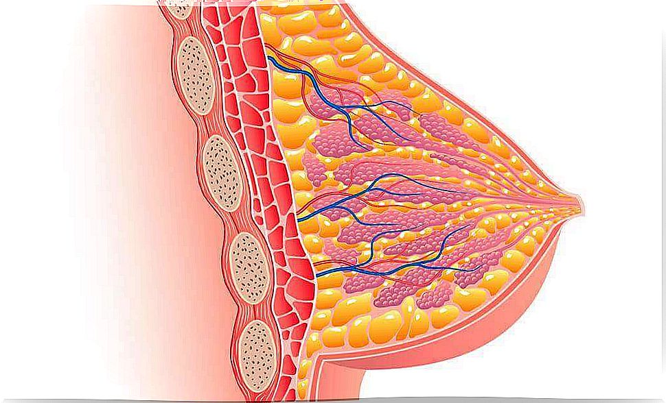 Physiology of lactation: breast.