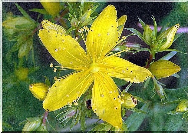 Hypericum