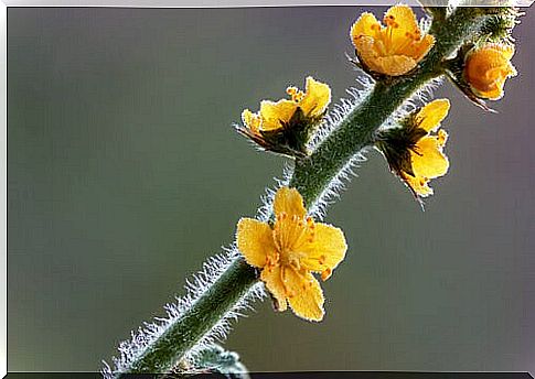 Agrimony