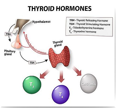 Thyroid hormone regulation