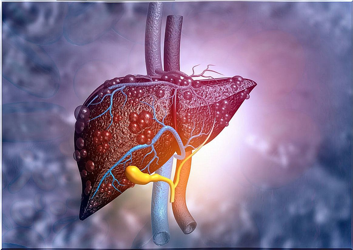 Liver and its parts.